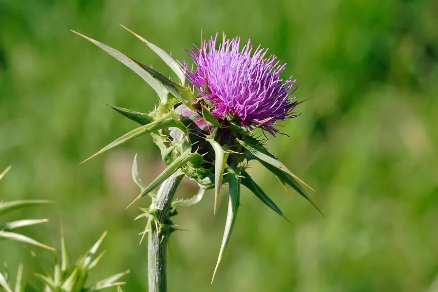 scottish thistle